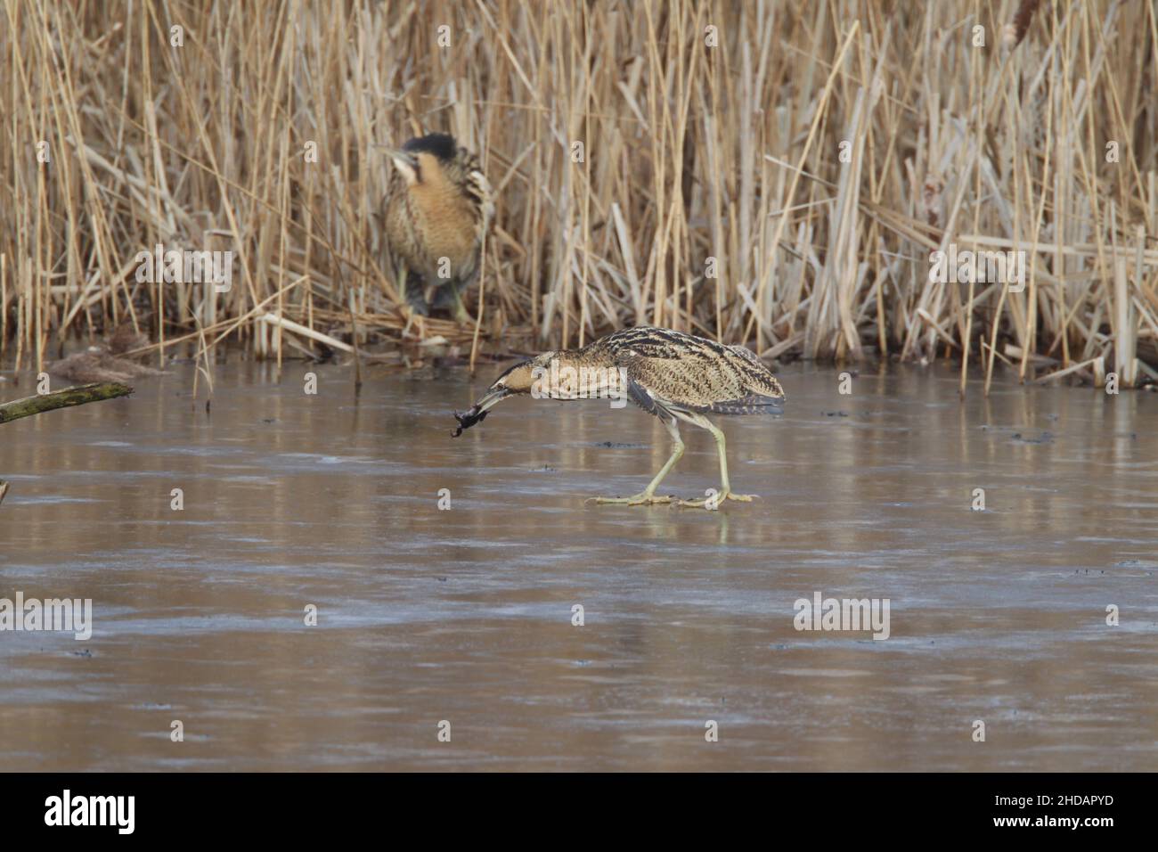 La perra en el hielo cogió una rana y fue cazada fuera de las cañas en el hielo por un pájaro más dominante, pero mantuvo su comida. Foto de stock