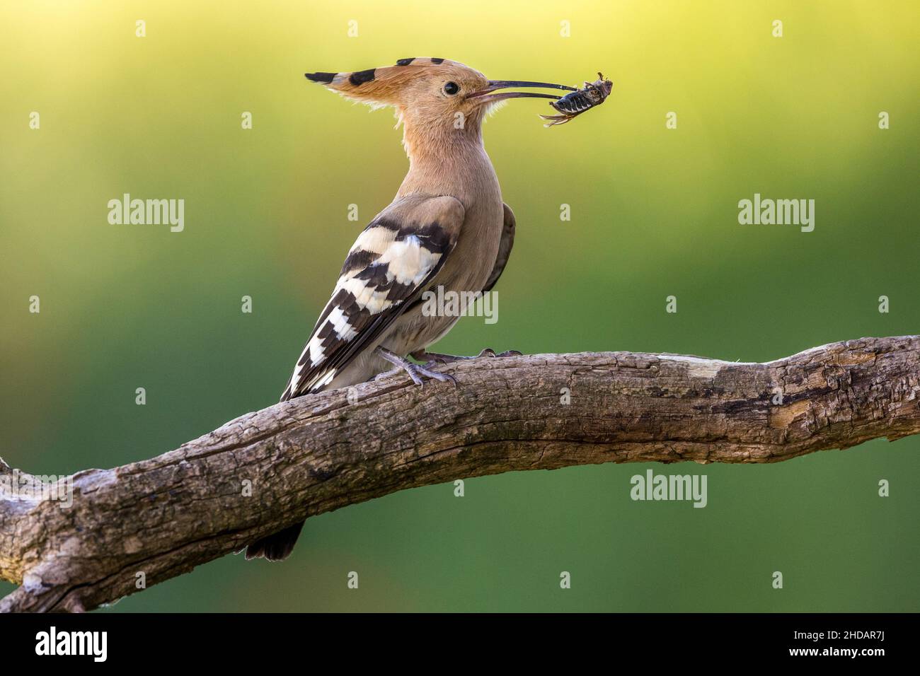 Wiedehopf (Upupa epops) Foto de stock