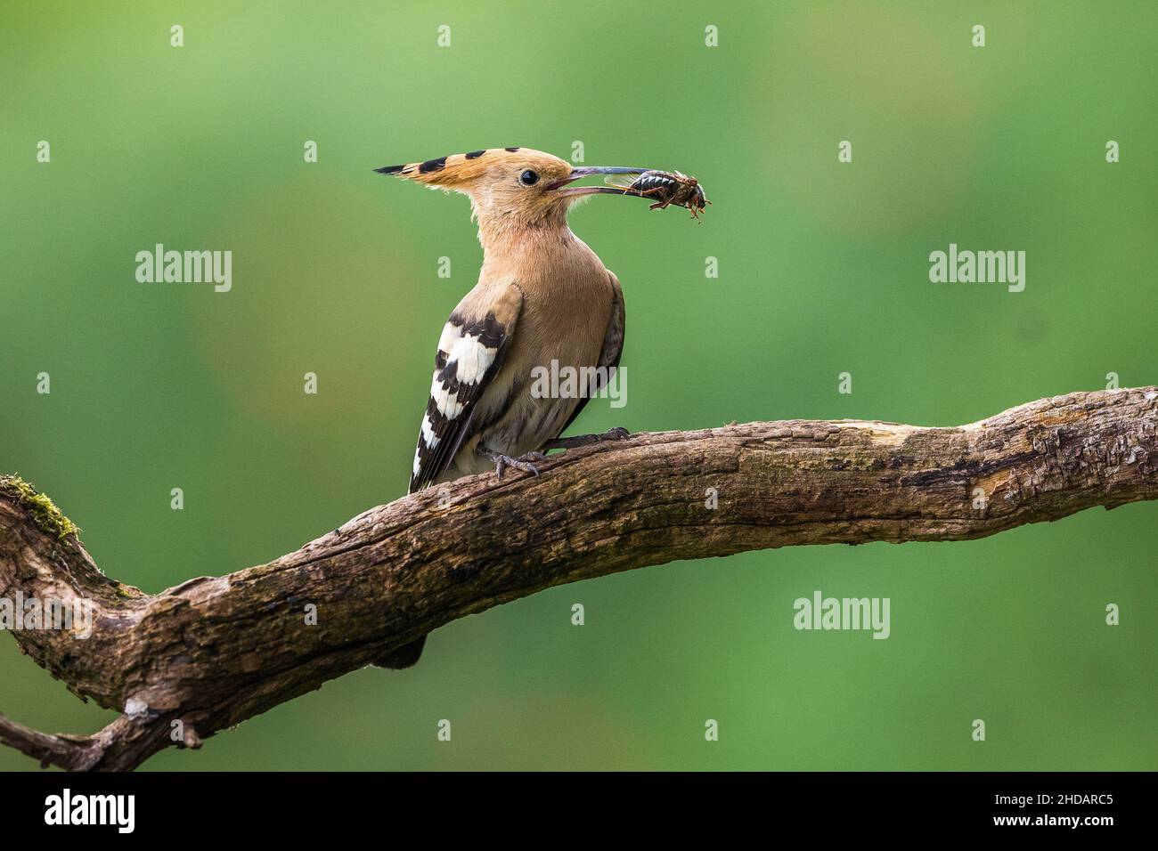 Wiedehopf (Upupa epops) Foto de stock