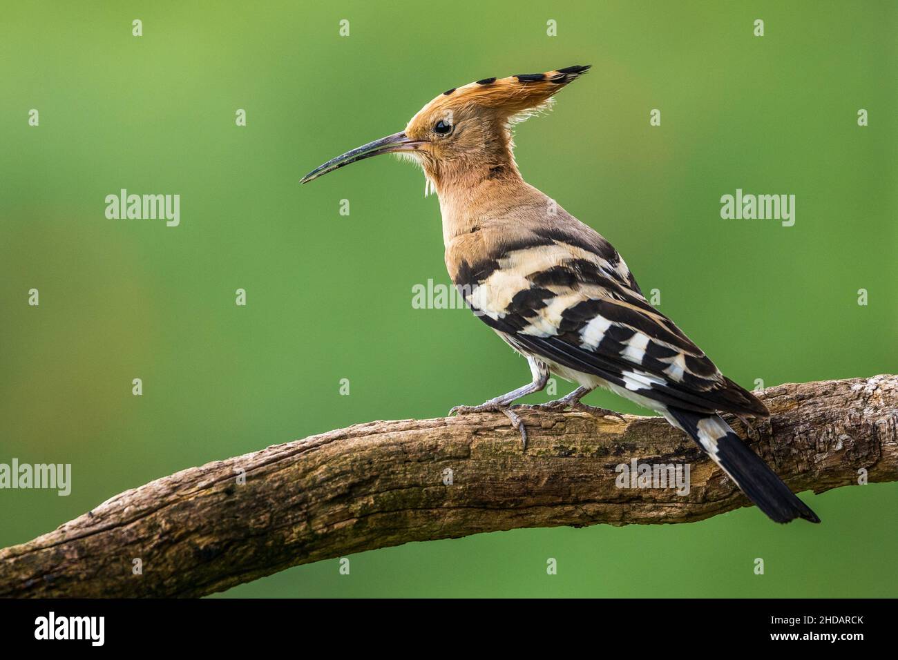 Wiedehopf (Upupa epops) Foto de stock