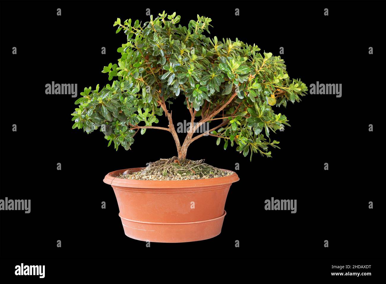 jóvenes azalea bonsai en entrenamiento, tema aislado Foto de stock