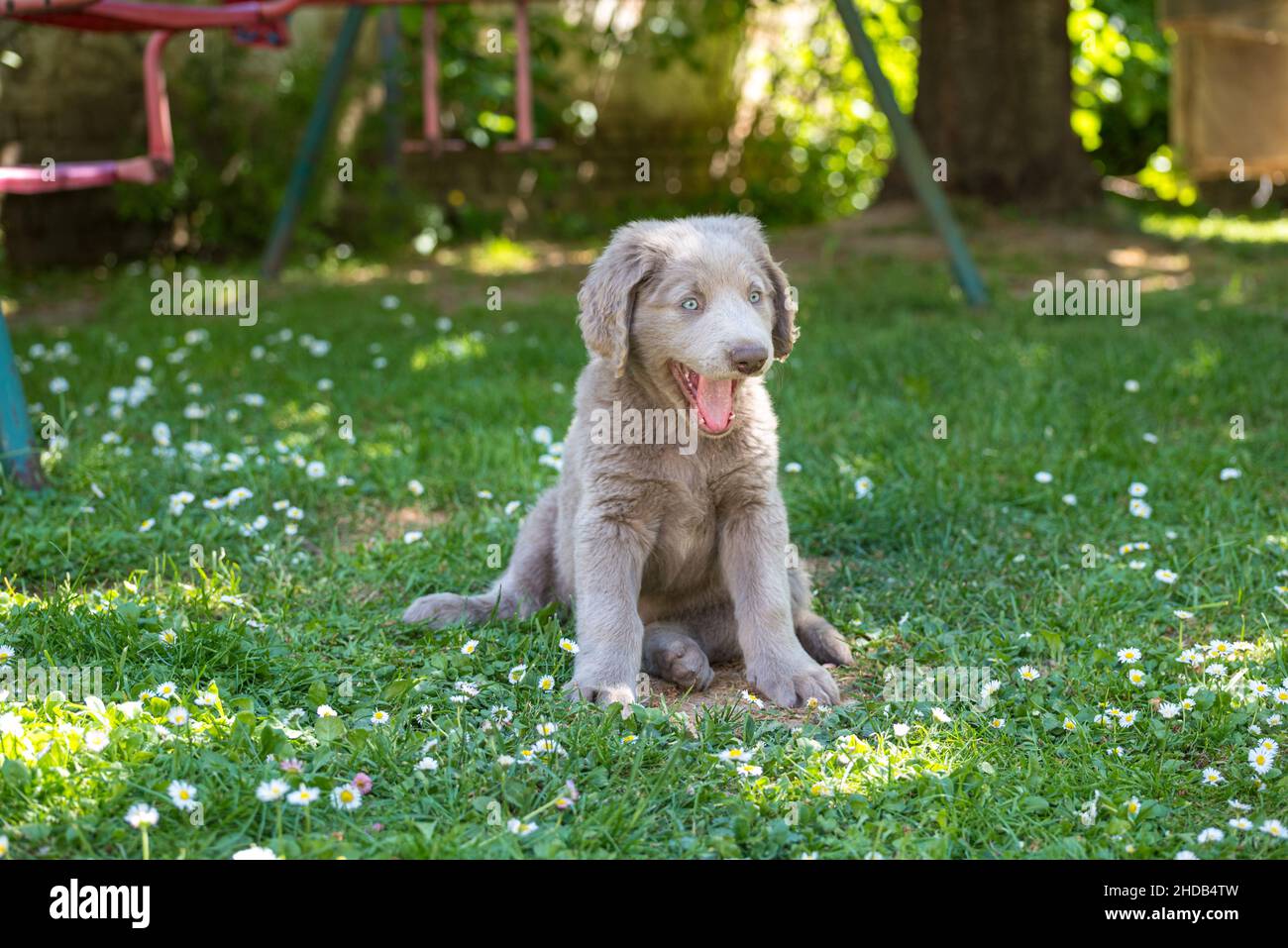 Retrato de un cachorro de pelo largo Weimaraner que se encuentra en la pradera verde. El perro