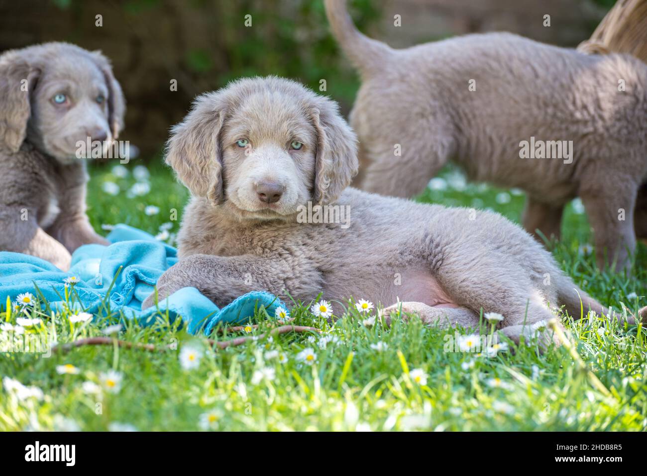 Retrato de un cachorro de pelo largo Weimaraner que se encuentra en la pradera verde. El perro
