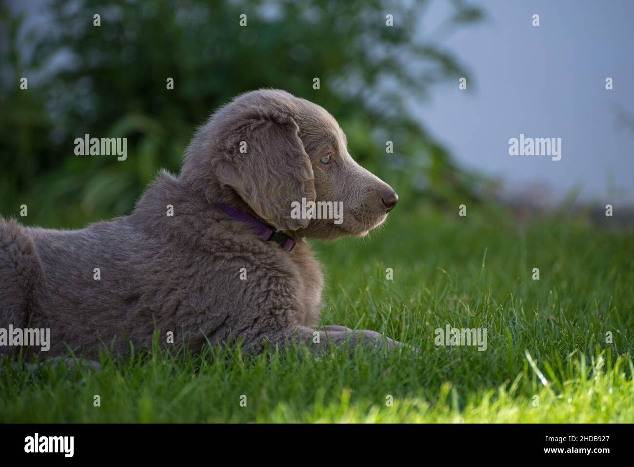 Retrato de un cachorro de pelo largo Weimaraner que se encuentra en la pradera verde. El perro