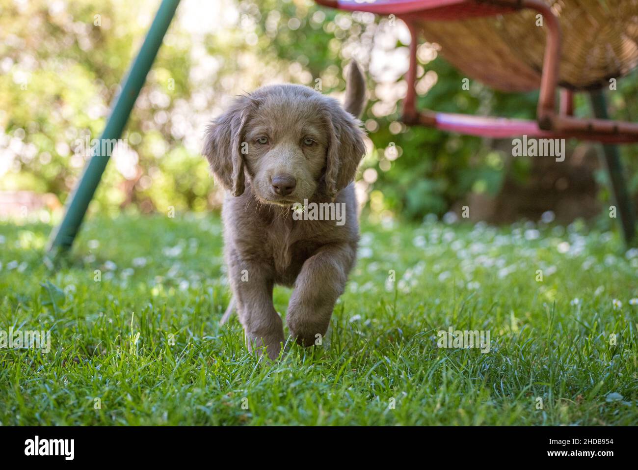 Retrato de un cachorro de pelo largo Weimaraner que se encuentra en la pradera verde. El perro