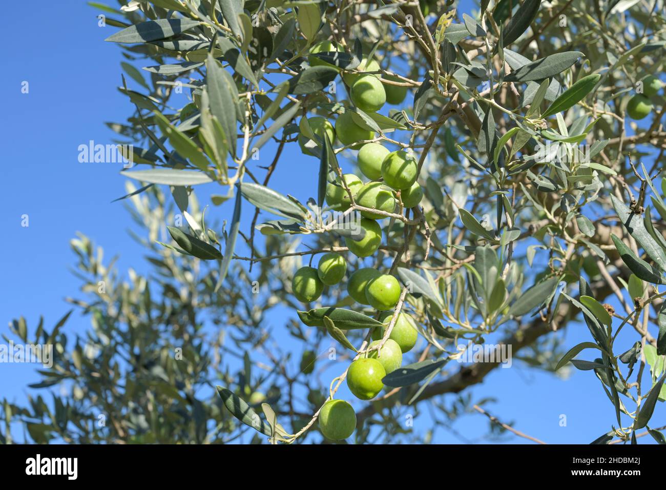 Oliven am Zweig, Sizilien, Italien Foto de stock