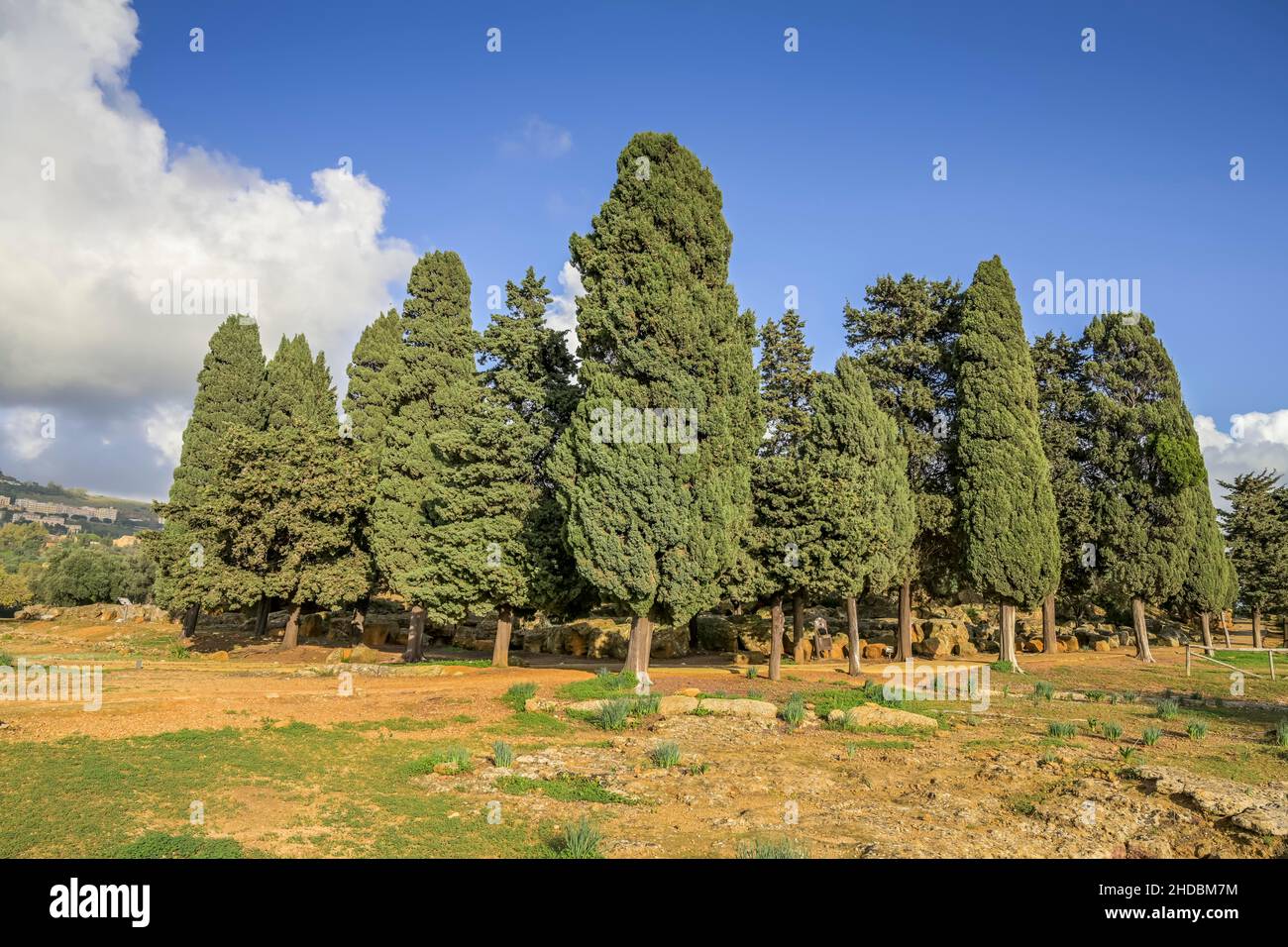 Zypressenhain, archäologischer Park Valle dei Templi (Tal der Tempel), Agrigent, Sizilien, Italien Foto de stock