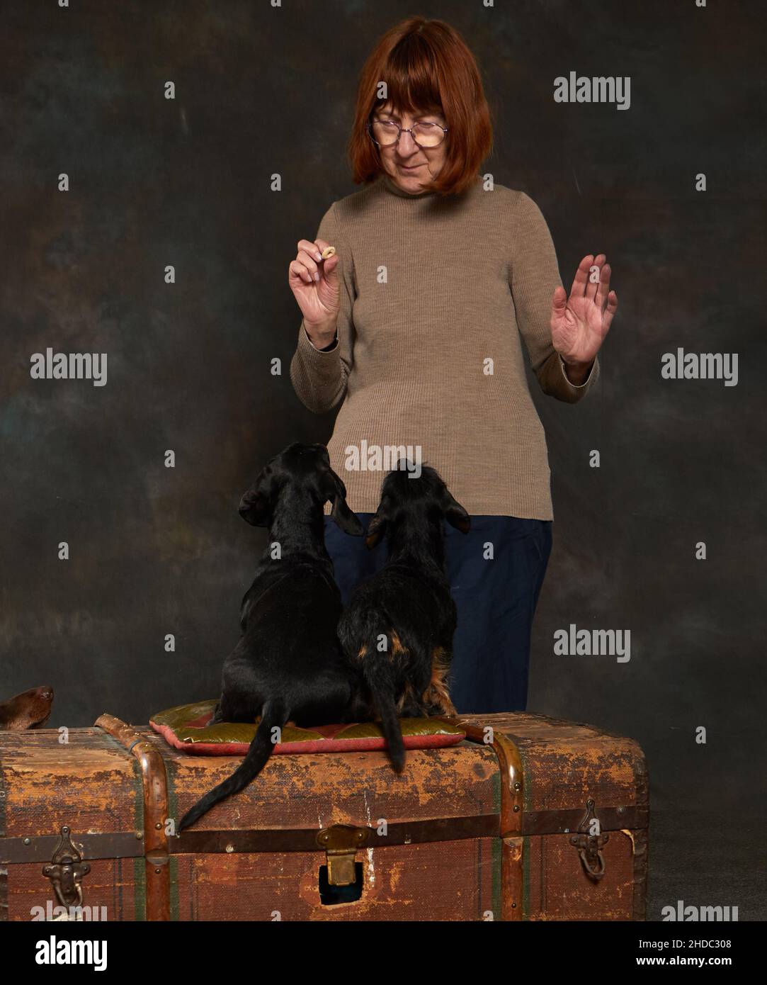Los dachshunds miran con atención al perro-entrenador Foto de stock