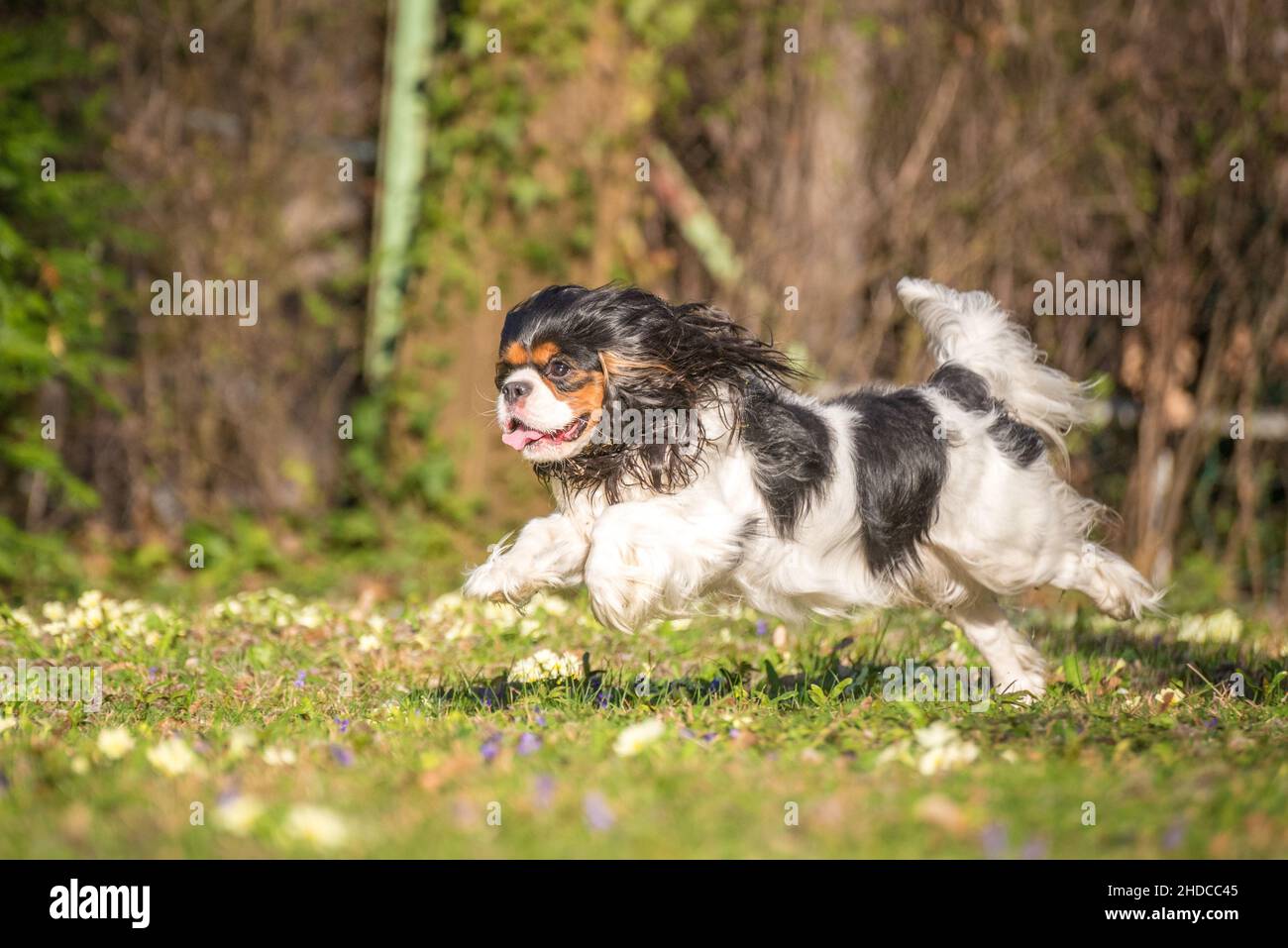Cavalier King Charles Spaniel purebred juega en el jardín de la pradera verde. Perro pequeño de tres colores con orejas de floppy volando alrededor mientras corres. Foto de stock
