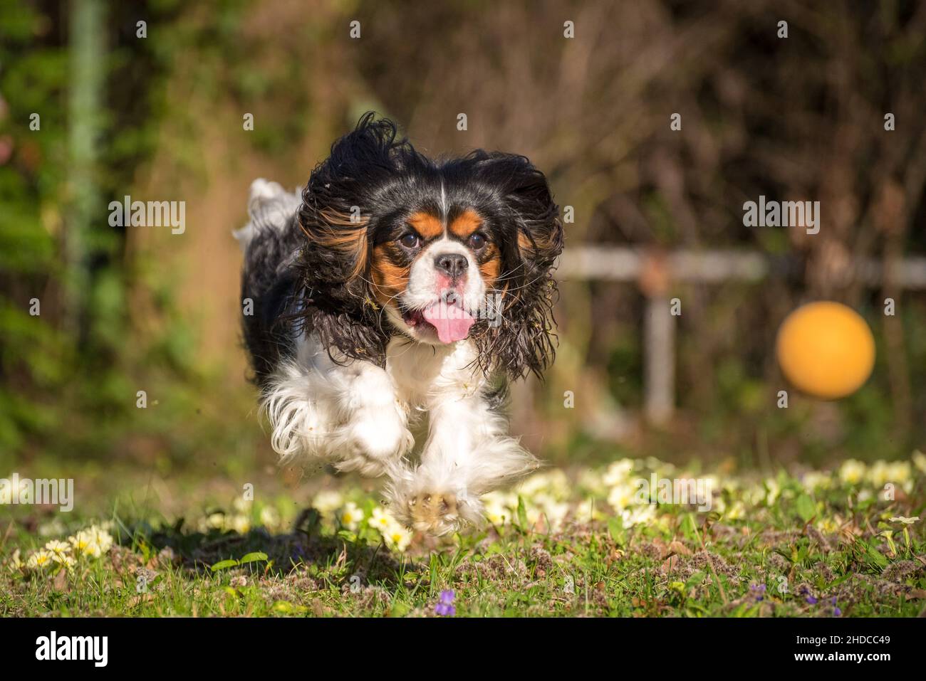 Cavalier King Charles Spaniel purebred juega en el jardín de la pradera verde. Perro pequeño de tres colores con orejas de floppy volando alrededor mientras corres. Foto de stock