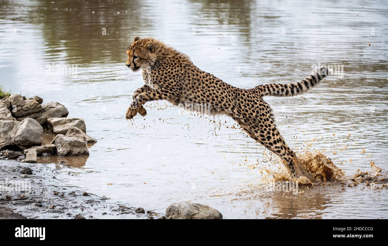 Cheetah Saltando en el Agua en África Foto de stock