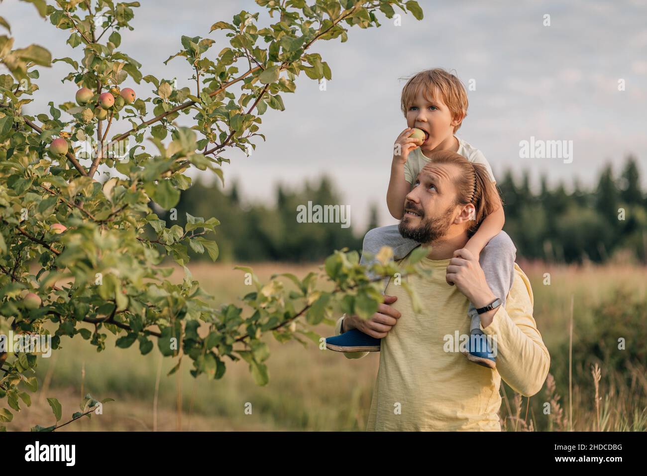 Padre e hijo en el campo en el mischief pueblo muerde manzana del árbol. Foto de stock
