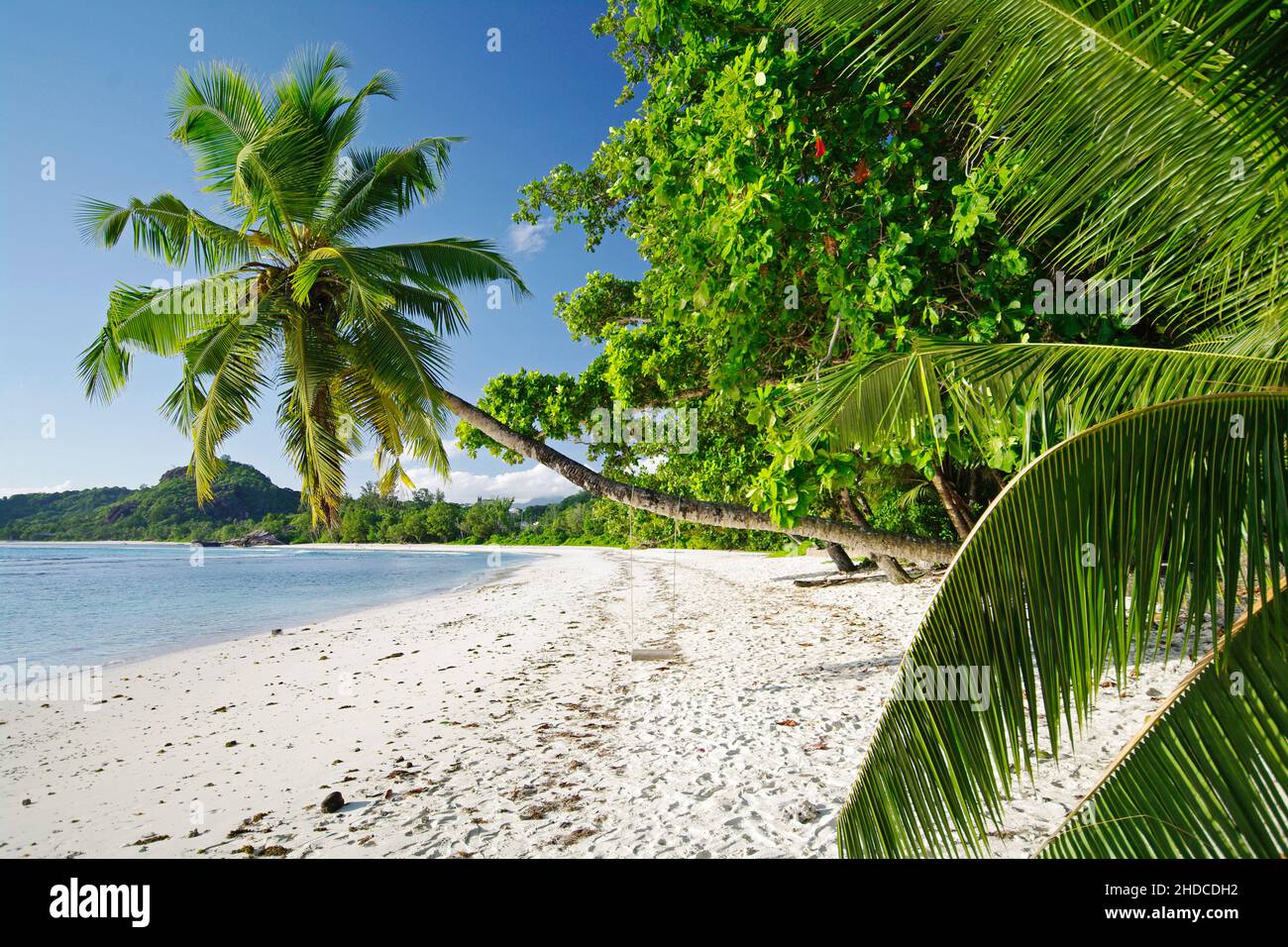 Palme Schaukel mit der Anse Gaulettes im süd westen der Insel Mahe, Seychellen Foto de stock