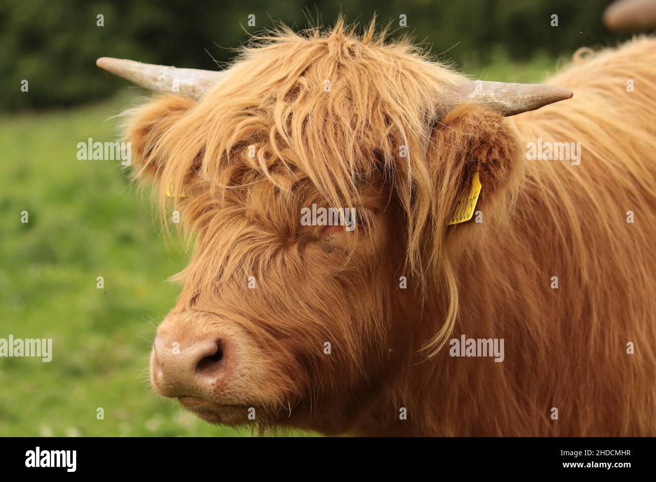 Muckle coo fotografías e imágenes de alta resolución Alamy
