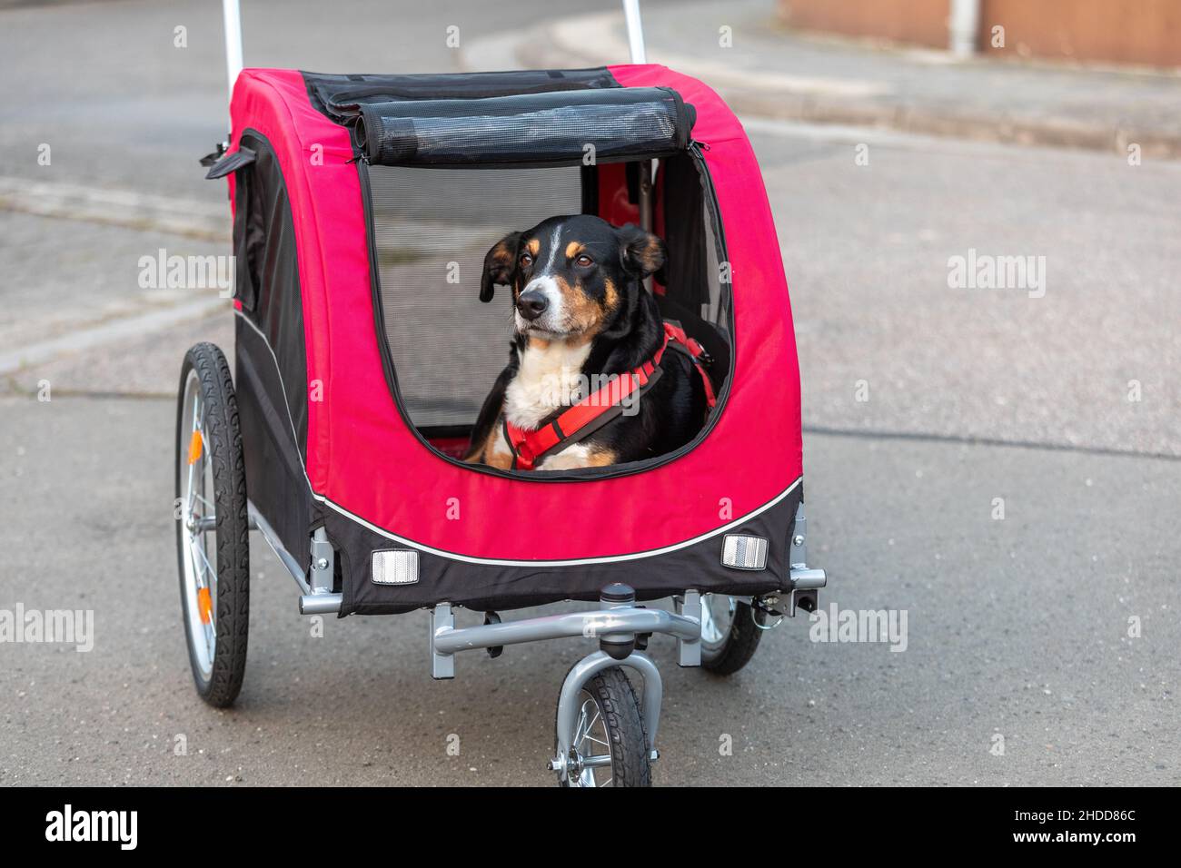 Dog bicycle trailer fotografías e imágenes de alta resolución - Alamy