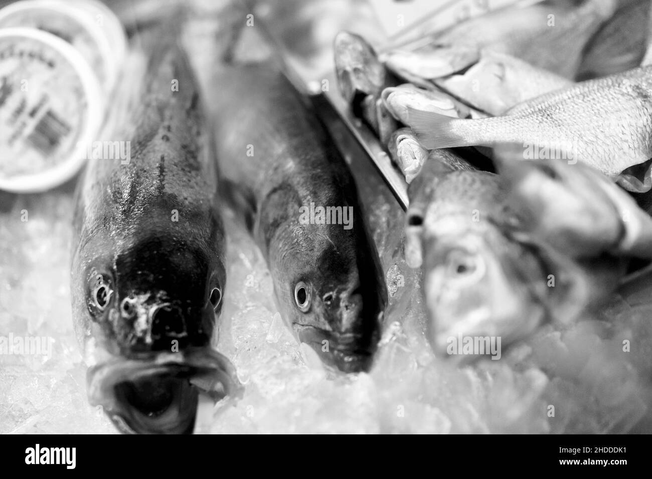 Pescado fresco sobre hielo en una tienda de pescado en los Hamptons, NY, Estados Unidos Foto de stock