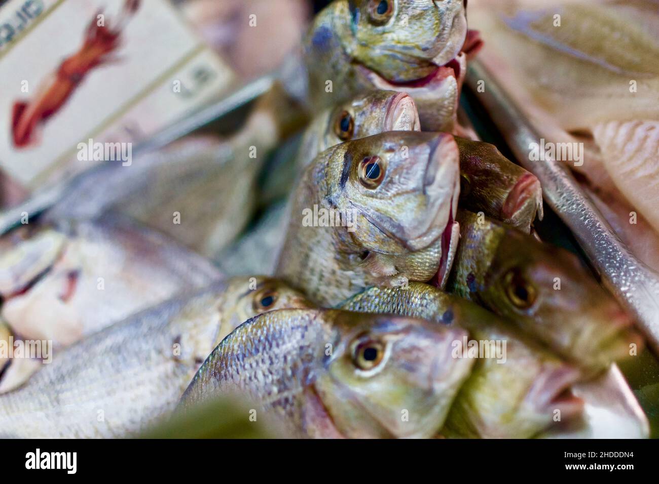 Pescado fresco sobre hielo en una tienda de pescado en los Hamptons, NY, Estados Unidos Foto de stock