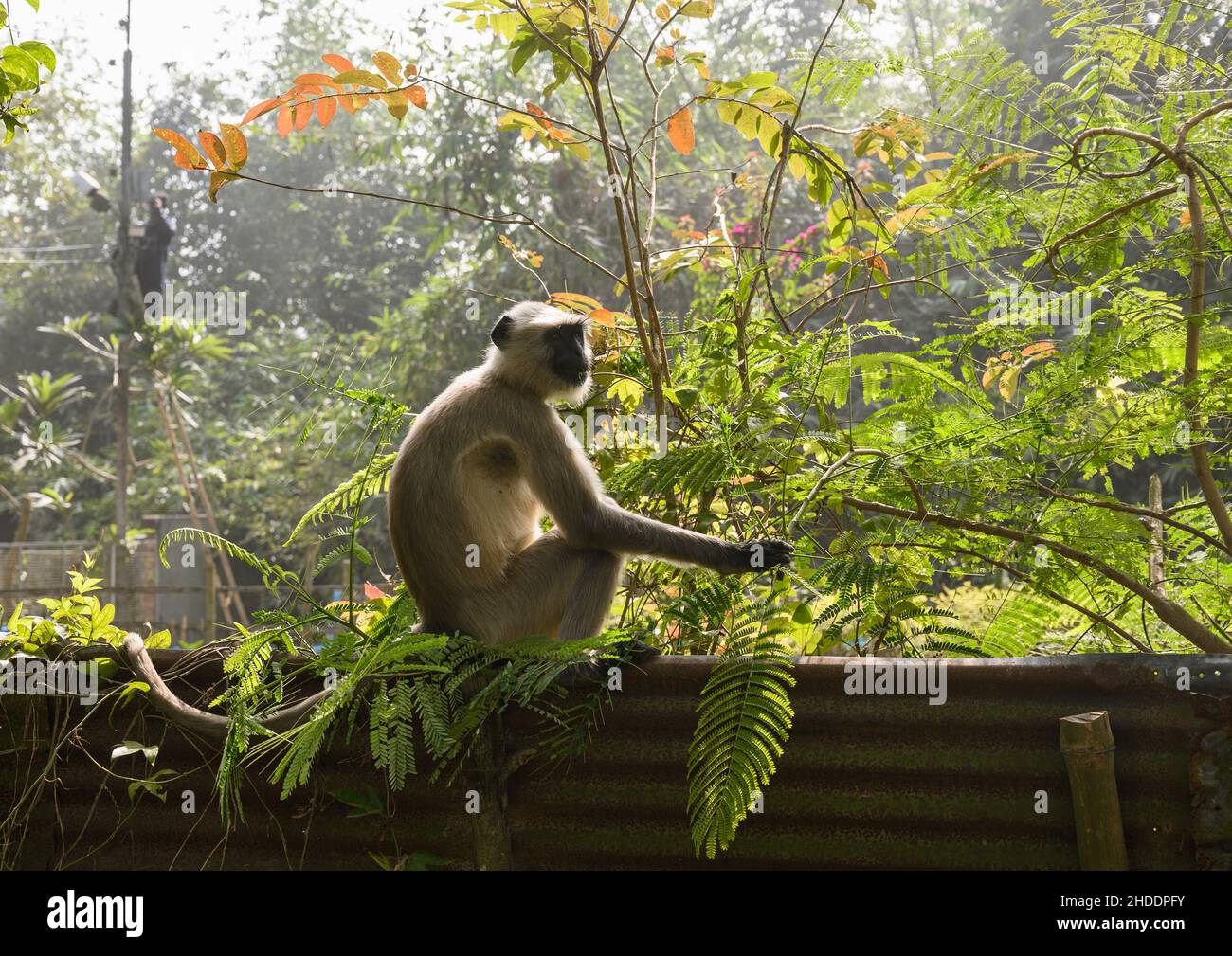 Tehatta fotografías e imágenes de alta resolución Alamy