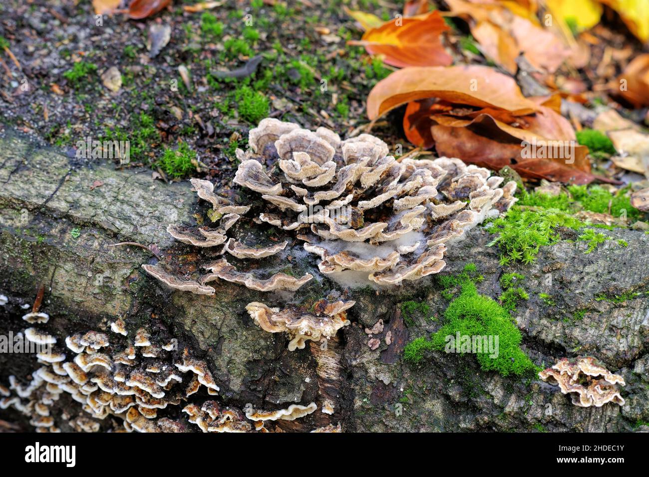 Turquía Trametes versicolor en cola o bosque de otoño Foto de stock