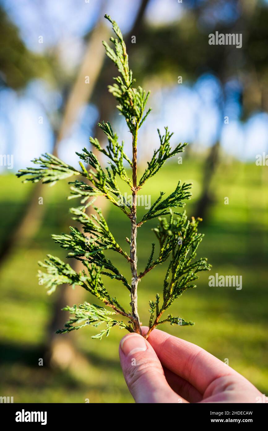 Una mano femenina que sostiene las ramas del pino con un bosque de otoño en  el fondo Fotografía de stock - Alamy