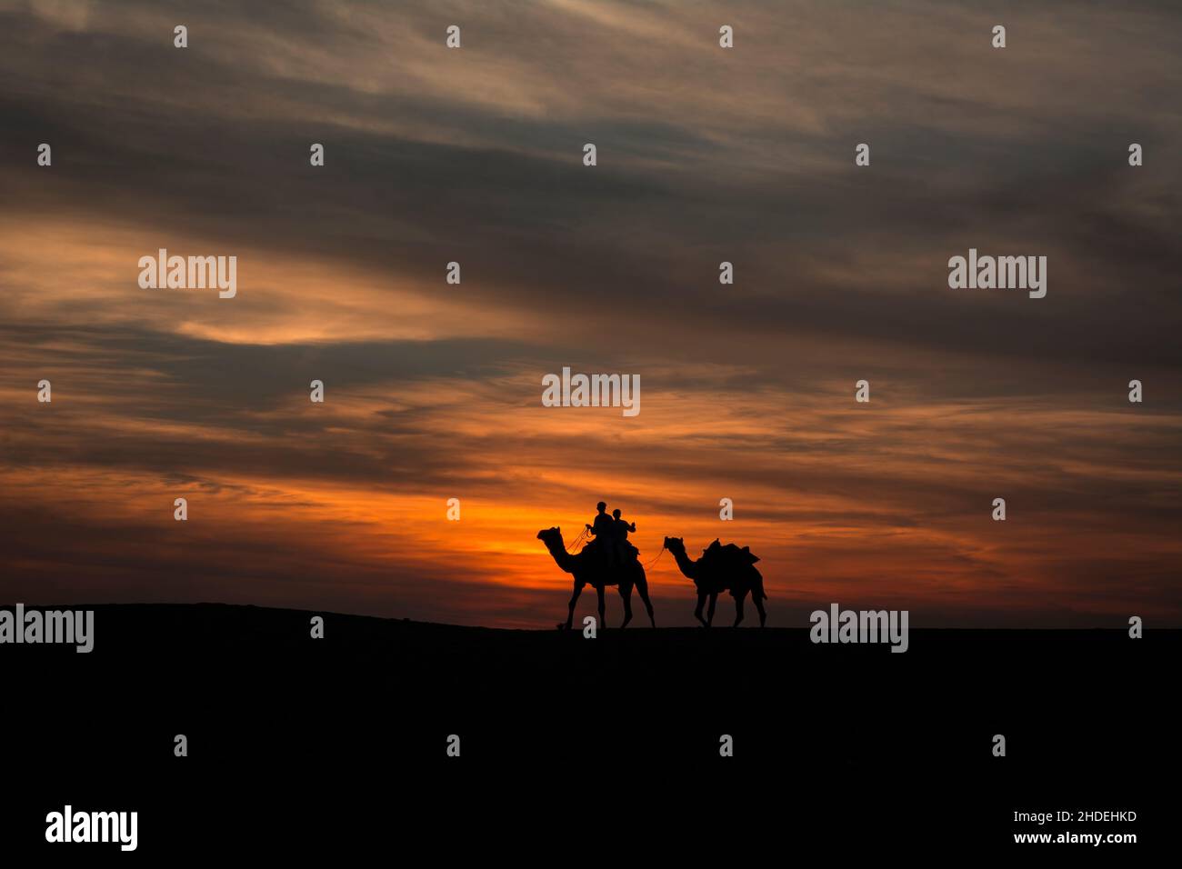 Camellos caminando sobre dunas de arena contra cielos espectaculares en las dunas de arena de Sam Foto de stock