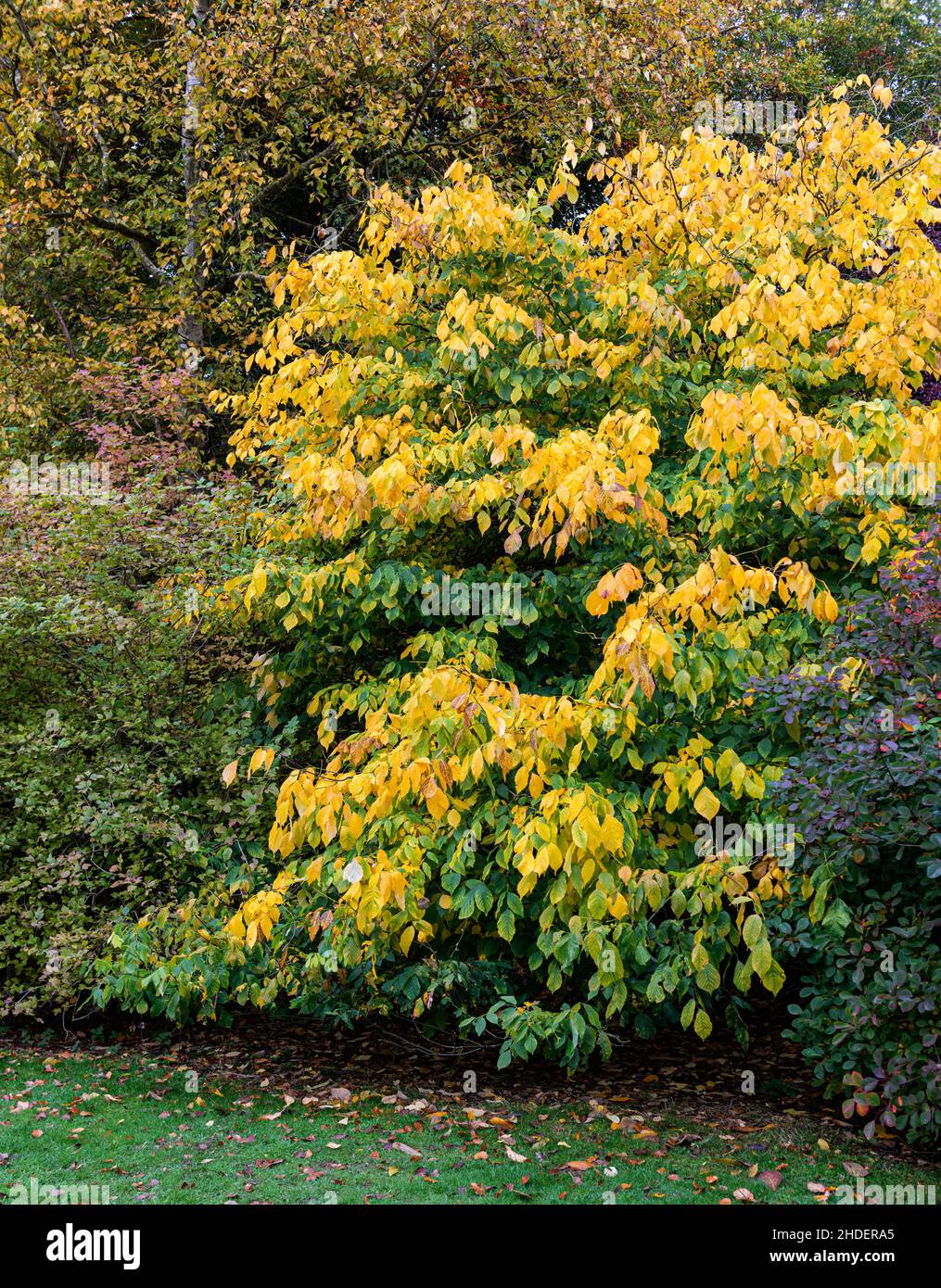 Color otoñal en las hojas del Arboreto de Thorp Perrow cerca de Bedale Foto de stock