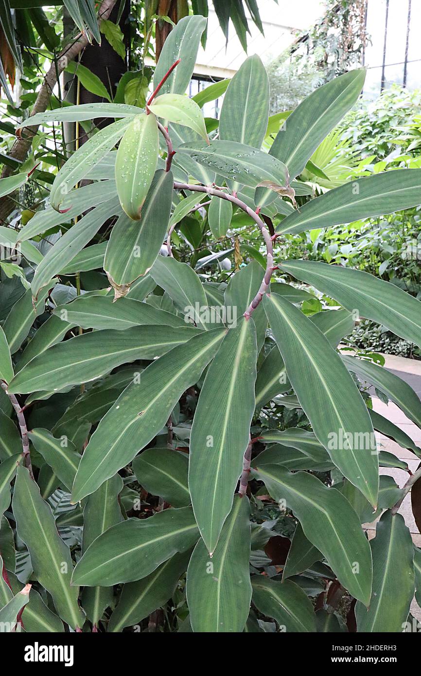 Crepe de jengibre costus speciosus - hojas verdes grandes de color gris elíptico a lo largo del tallo espiral, enero, Inglaterra, Reino Unido Foto de stock