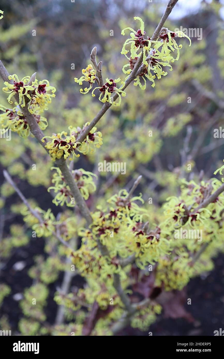 Hamamelis x intermedia «pallida» bruja avellana pallida - racimos de flores de color amarillo pálido con pétalos arrugados en forma de cinta, enero, Inglaterra, Reino Unido Foto de stock
