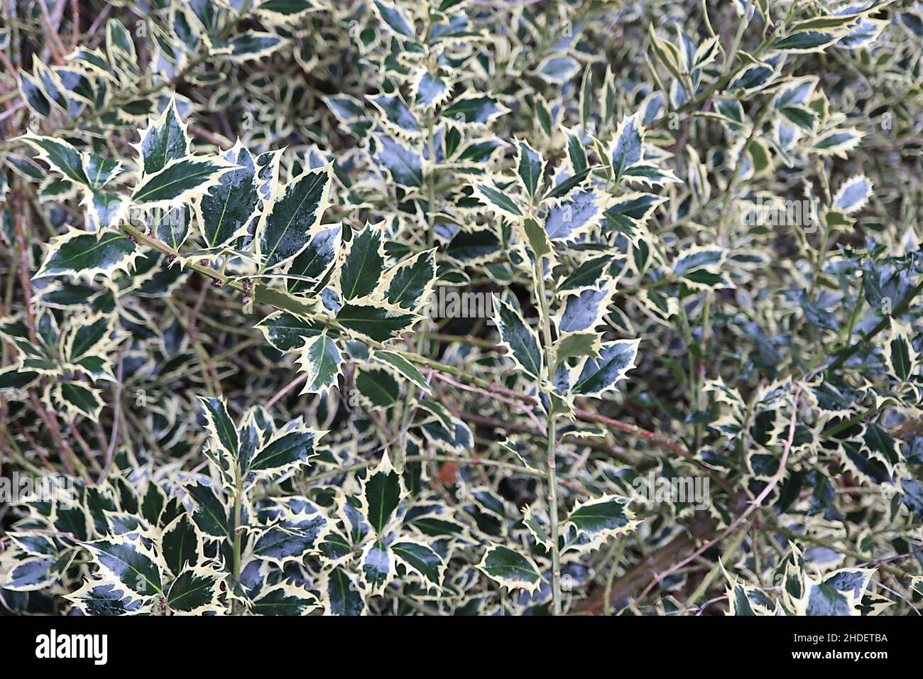 Ilex aquifolium Elgantissima holly Elgantissima – follaje denso con hojas de color verde oscuro, costillas de color verde pálido y márgenes de crema espesa, enero, Inglaterra Foto de stock