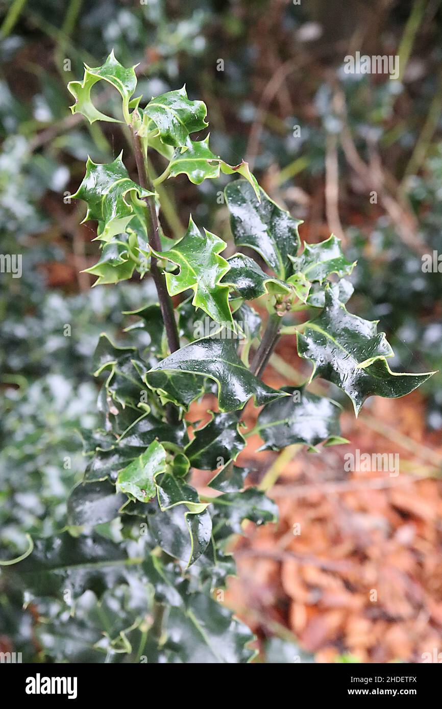 Ilex aquifolium “Latispina” acebo Latispina – hojas brillantes de color verde oscuro con márgenes de contorno retorcidos y amarillos, enero, Inglaterra, Reino Unido Foto de stock