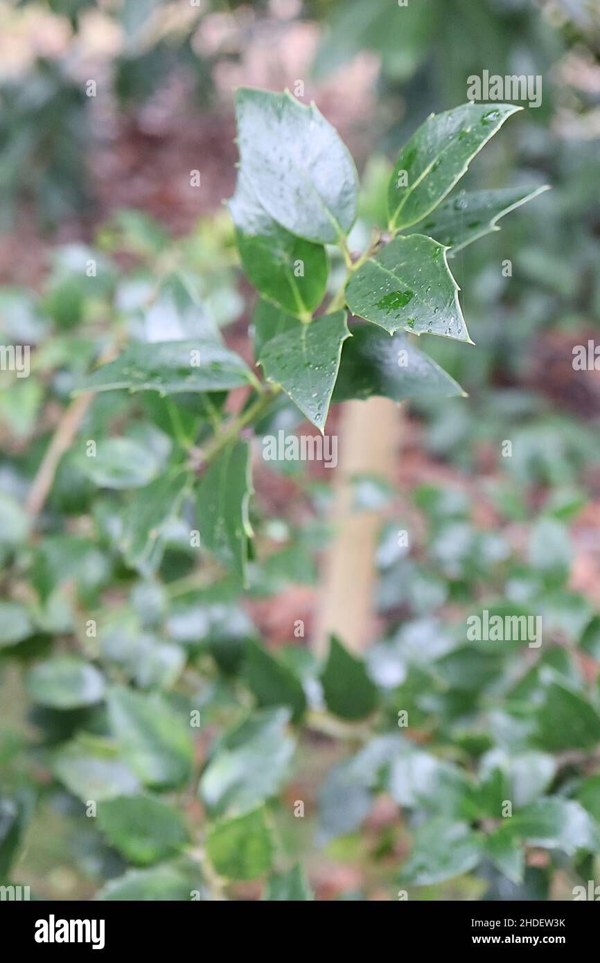 Ilex integra «Elegancia» Holly Elegance – pequeñas hojas verdes oscuras brillantes con márgenes espinosos, enero, Inglaterra, Reino Unido Foto de stock