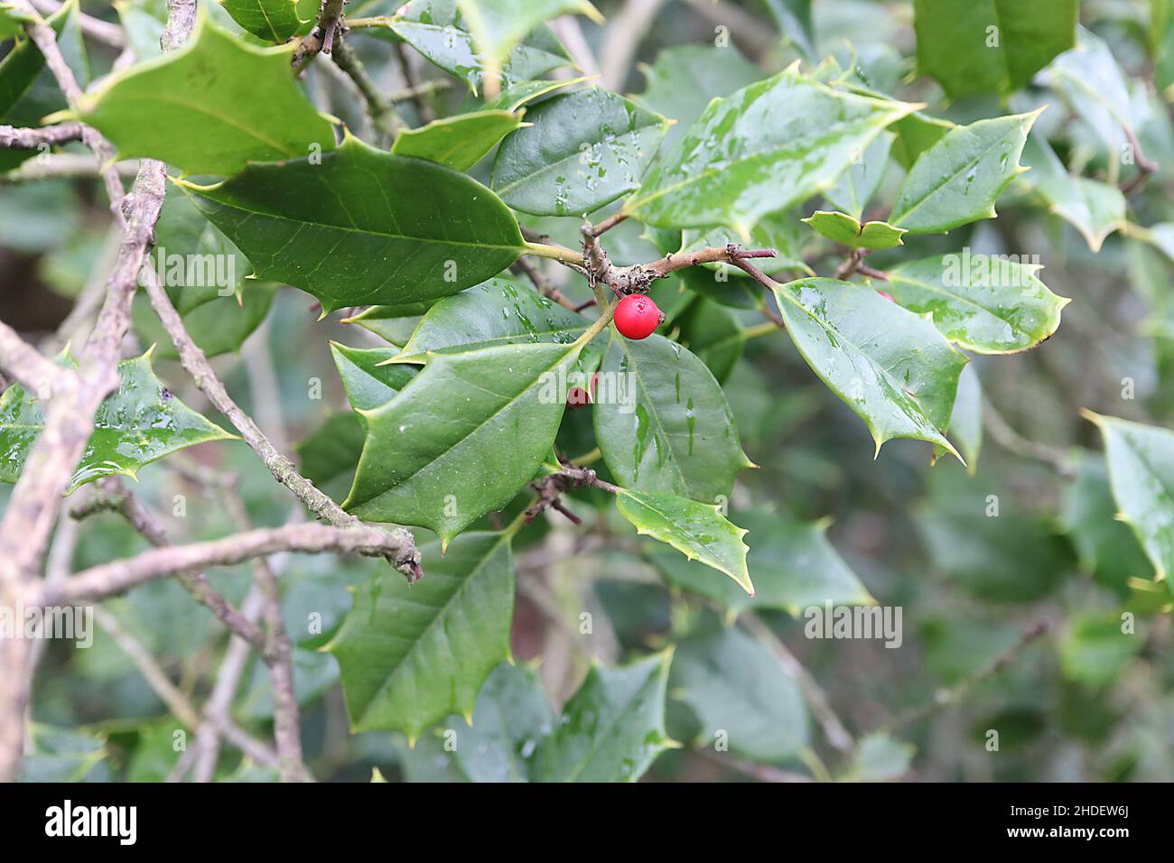 Ilex opaca American Holly – bayas rojas y hojas mates de color verde medio con márgenes espinosos, enero, Inglaterra, Reino Unido Foto de stock