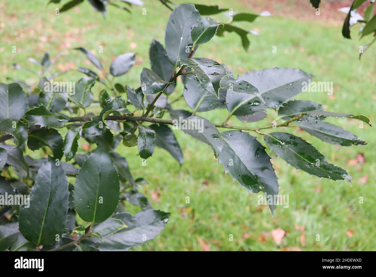 Ilex x koehneana 'Hoja de Castaño' Hoja de Castaño Holly – hojas de color verde oscuro con márgenes de espinoso espaciados uniformemente, enero, Inglaterra, Reino Unido Foto de stock