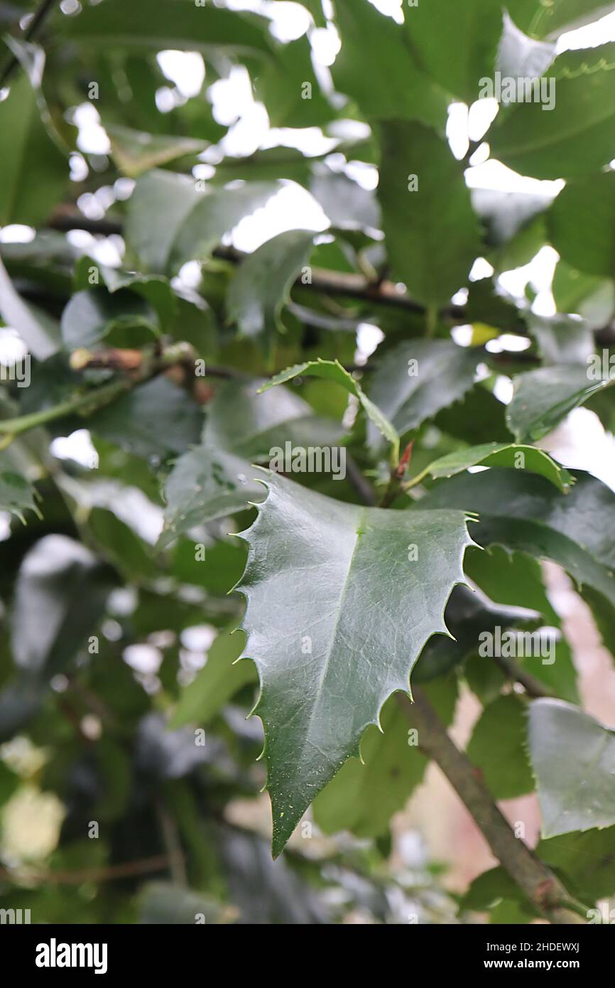 Ilex x koehneana 'Hoja de Castaño' Hoja de Castaño Holly – hojas de color verde oscuro con márgenes de espinoso espaciados uniformemente, enero, Inglaterra, Reino Unido Foto de stock