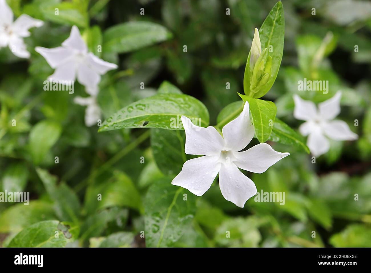 Vinca Major «Alba» Greater white periwinkle - flores blancas en forma de estrella y hojas de ovado verde, enero, Inglaterra, Reino Unido Foto de stock