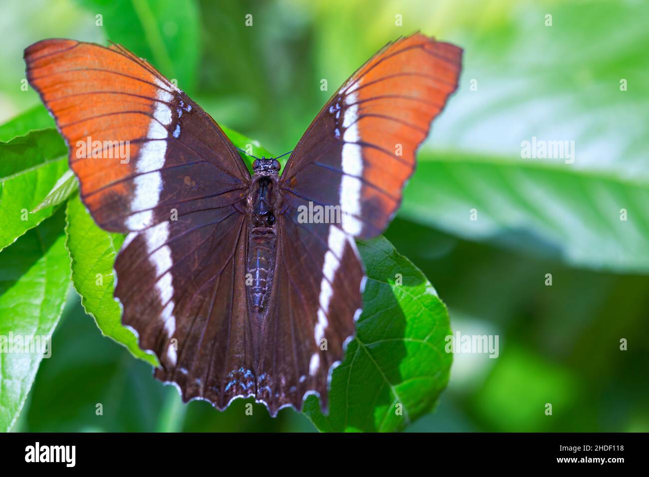 Macro fotografía de una mariposa de página oxidada sentada sobre una hoja en un parque de la ciudad de Cali, en el suroeste de las montañas andinas de Colombia. Foto de stock