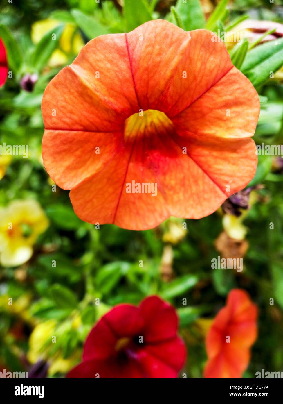 Flor de maravilla fotografías e imágenes de alta resolución - Alamy