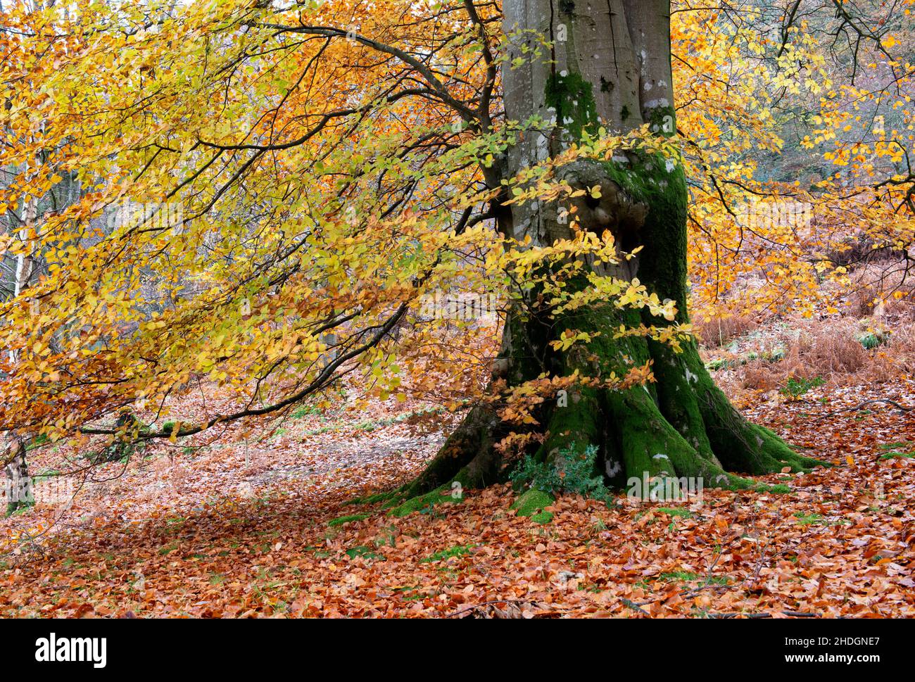 El otoño sale en los bosques de Moss Crag, cerca de Glenridding en Ullswater Foto de stock