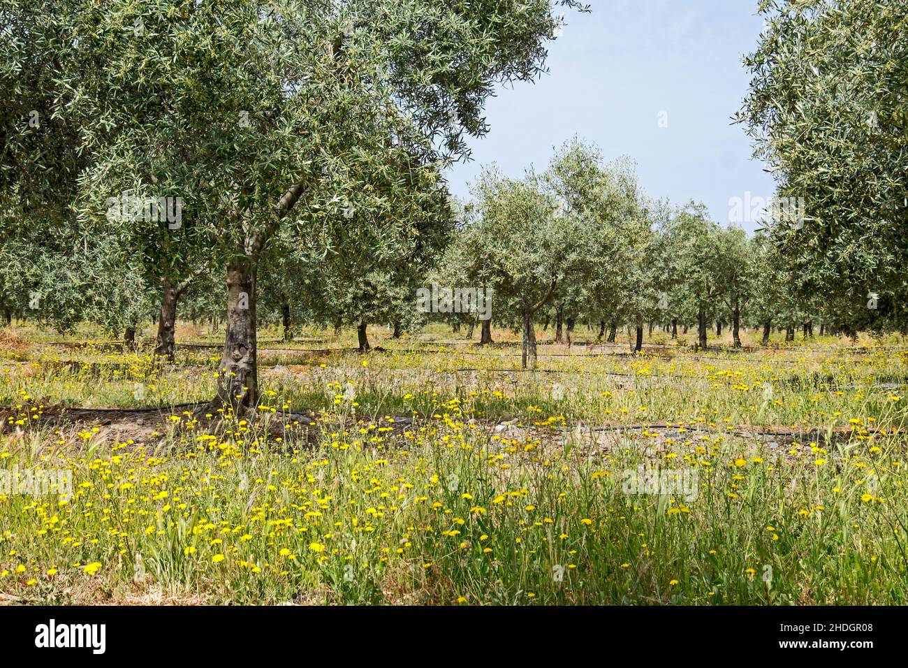 olivos, plantaciones de olivos, olivos Foto de stock