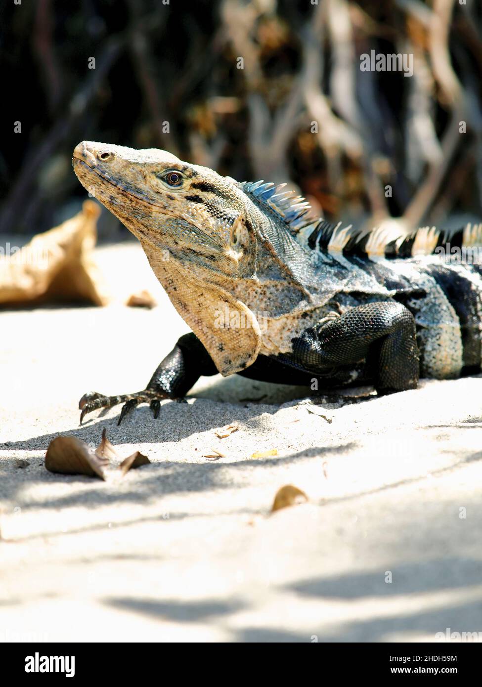 Fauna De Costa Ricas Fotograf As E Im Genes De Alta Resoluci N Alamy