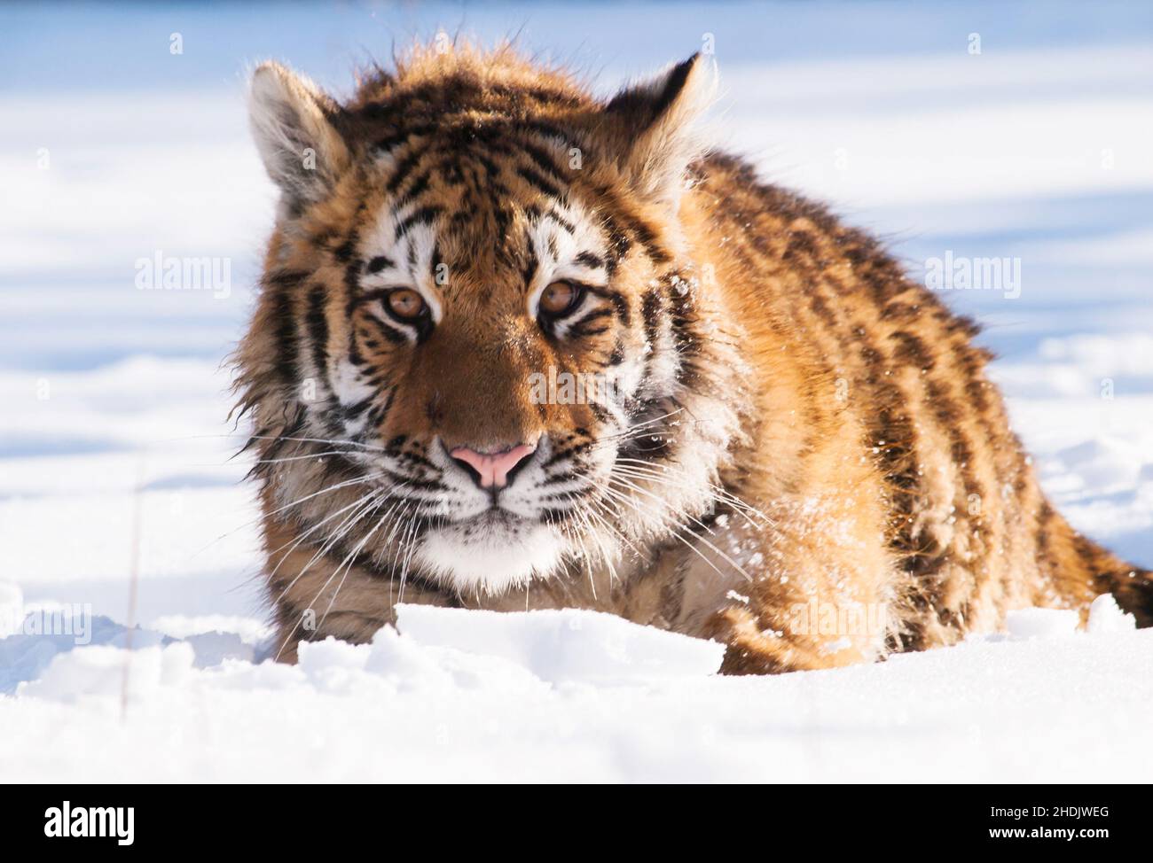 Tigre siberiano, Panthera tigris altaica. Escena de vida silvestre con animales peligrosos. Invierno frío en taiga, Rusia. Tigre en la naturaleza salvaje del invierno, acostado en el sno Foto de stock