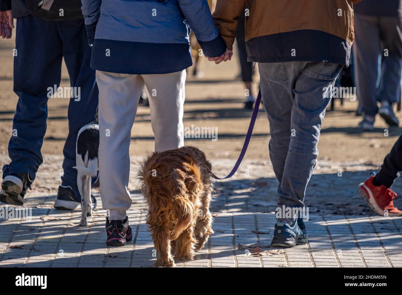 Barcelona, España. 06th de Ene de 2022. Las mascotas domésticas se ven caminando con sus dueños.Desde el 5 de enero de 2022 y después de la reforma del Código Civil, las mascotas en España tendrán el estatus legal de 'seres vivos dotados de sensibilidad' y dejarán de ser 'cosas' alcanzando una consideración de los miembros de la familia. (Foto de Paco Freire/SOPA Images/Sipa USA) Crédito: SIPA USA/Alamy Live News Foto de stock