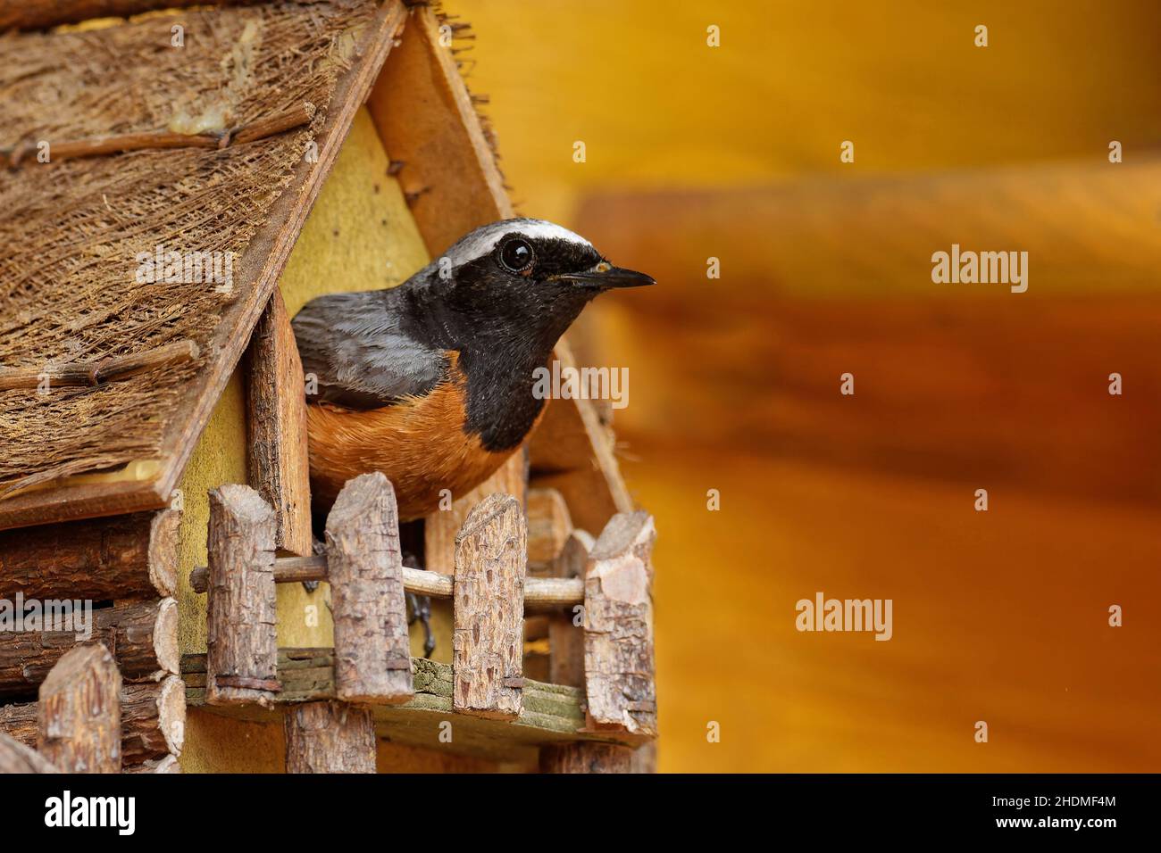 nido de pájaros, casa de pájaros, jardín rojo, nidos de pájaros, casas de  pájaros, arranques rojos Fotografía de stock - Alamy