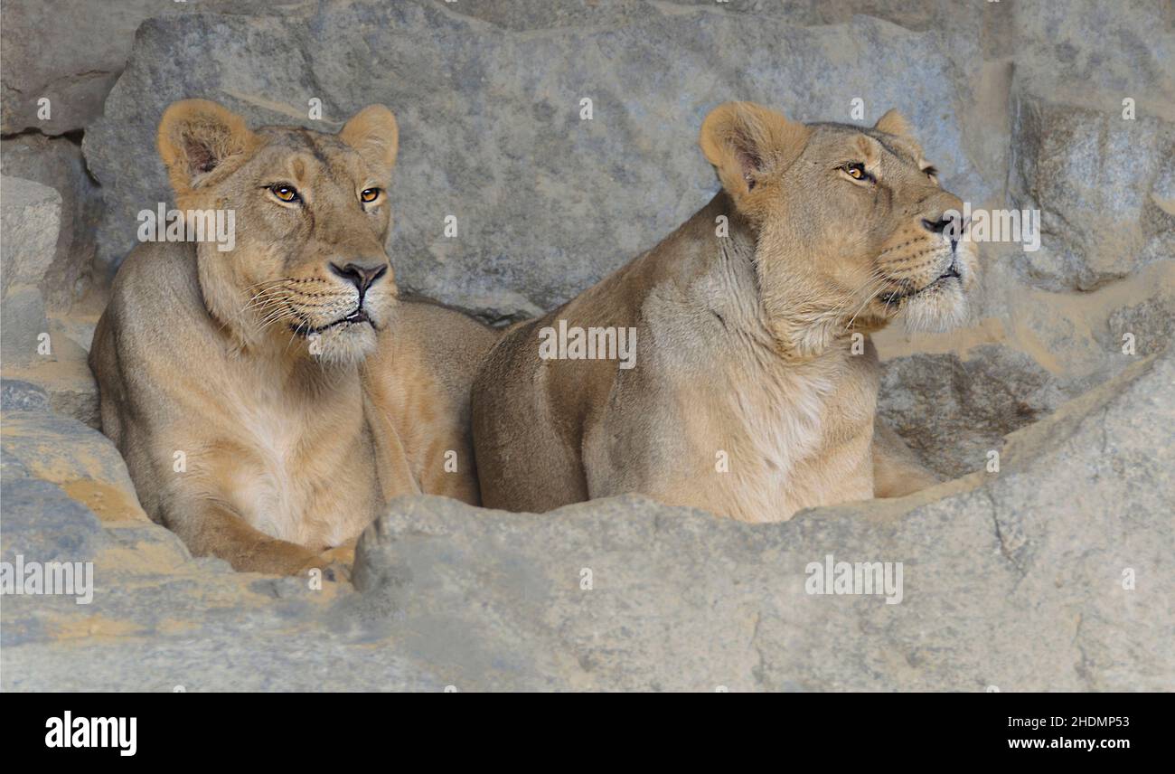 leones, leo, león Foto de stock