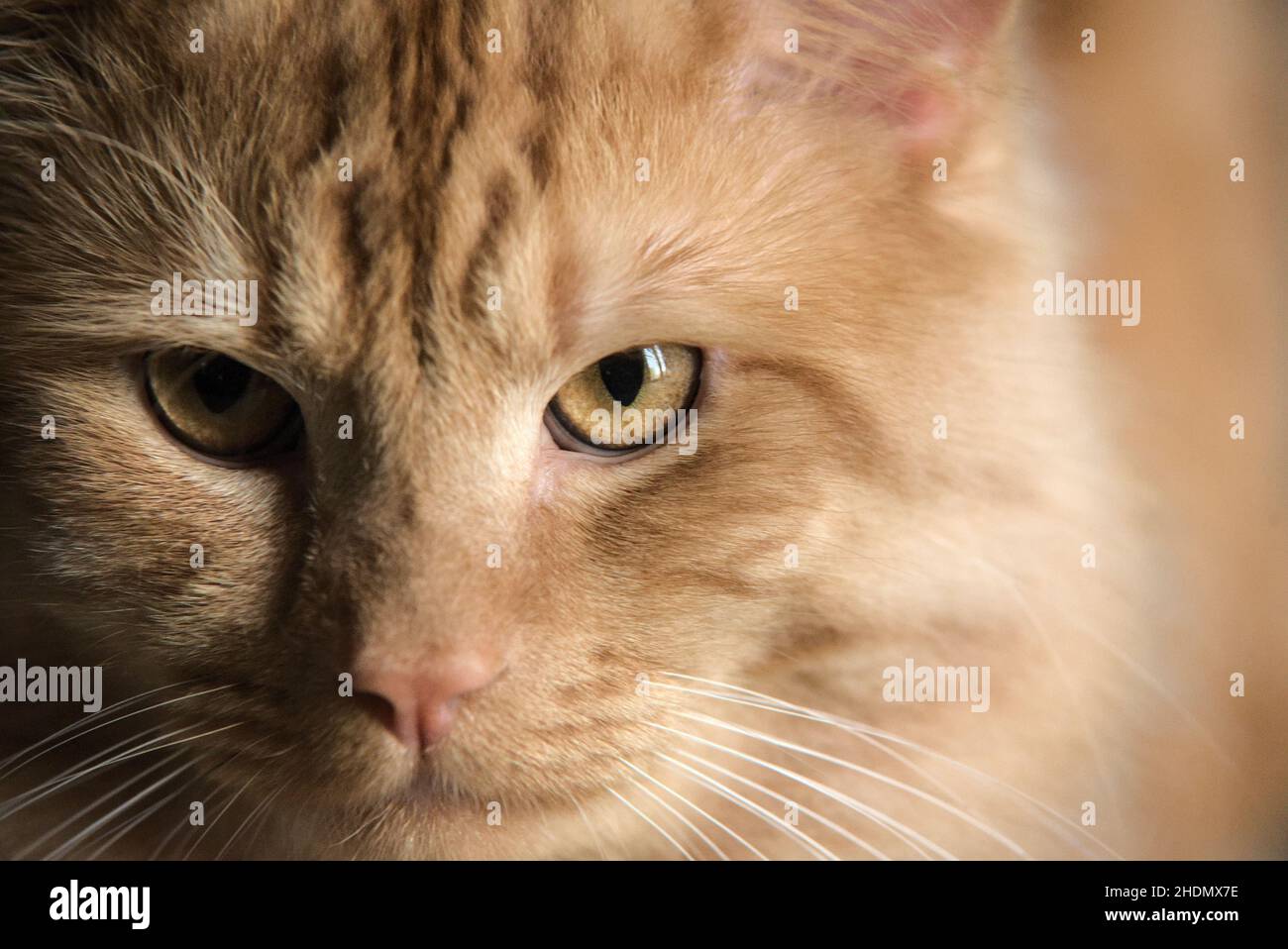 Gato de jengibre con ojos amarillos Foto de stock