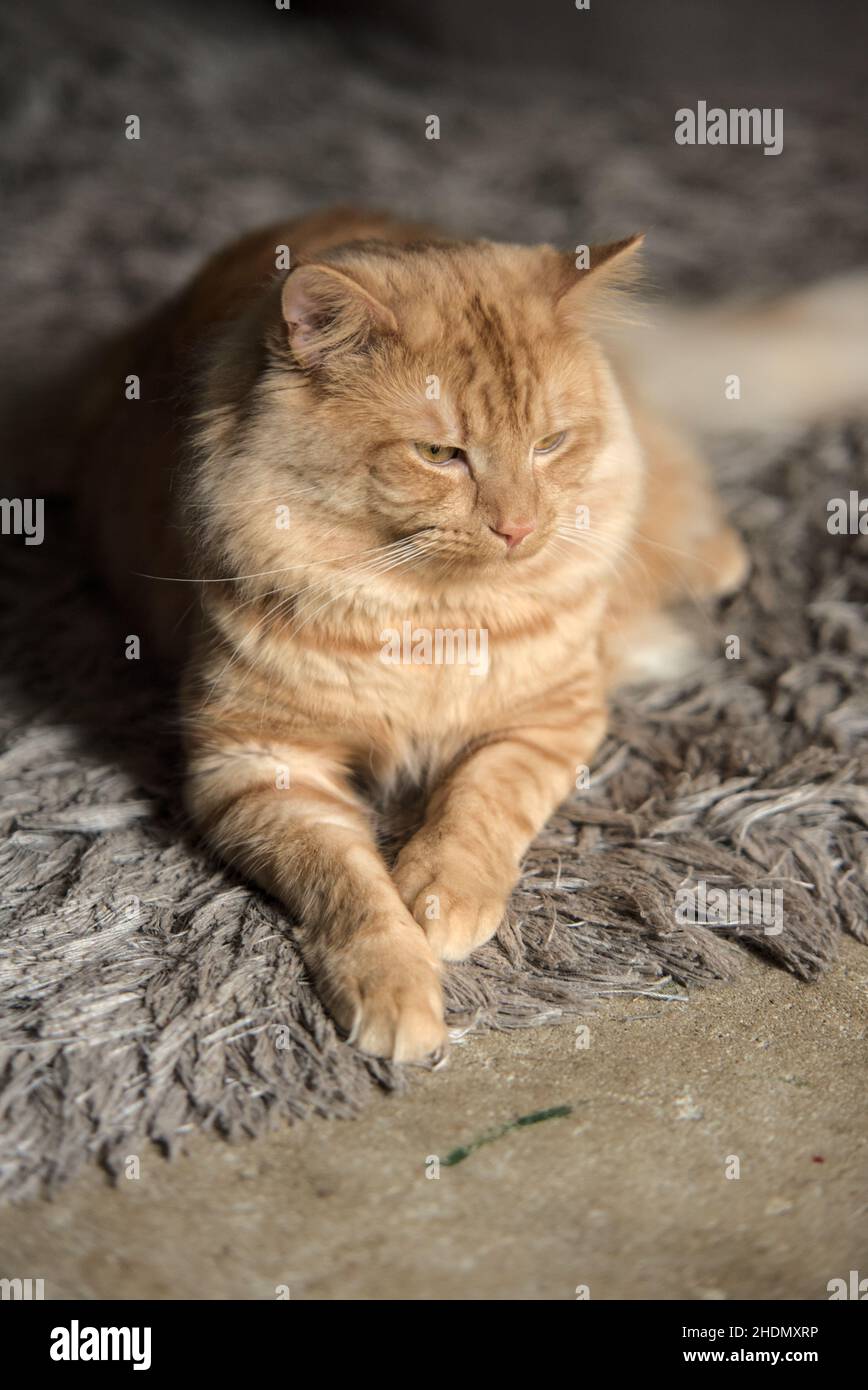 Gato de jengibre con ojos amarillos Foto de stock