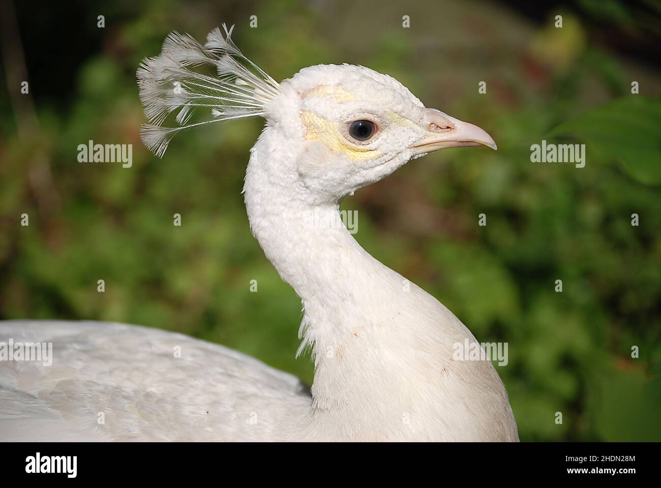 White peacocks fotografías e imágenes de alta resolución Alamy