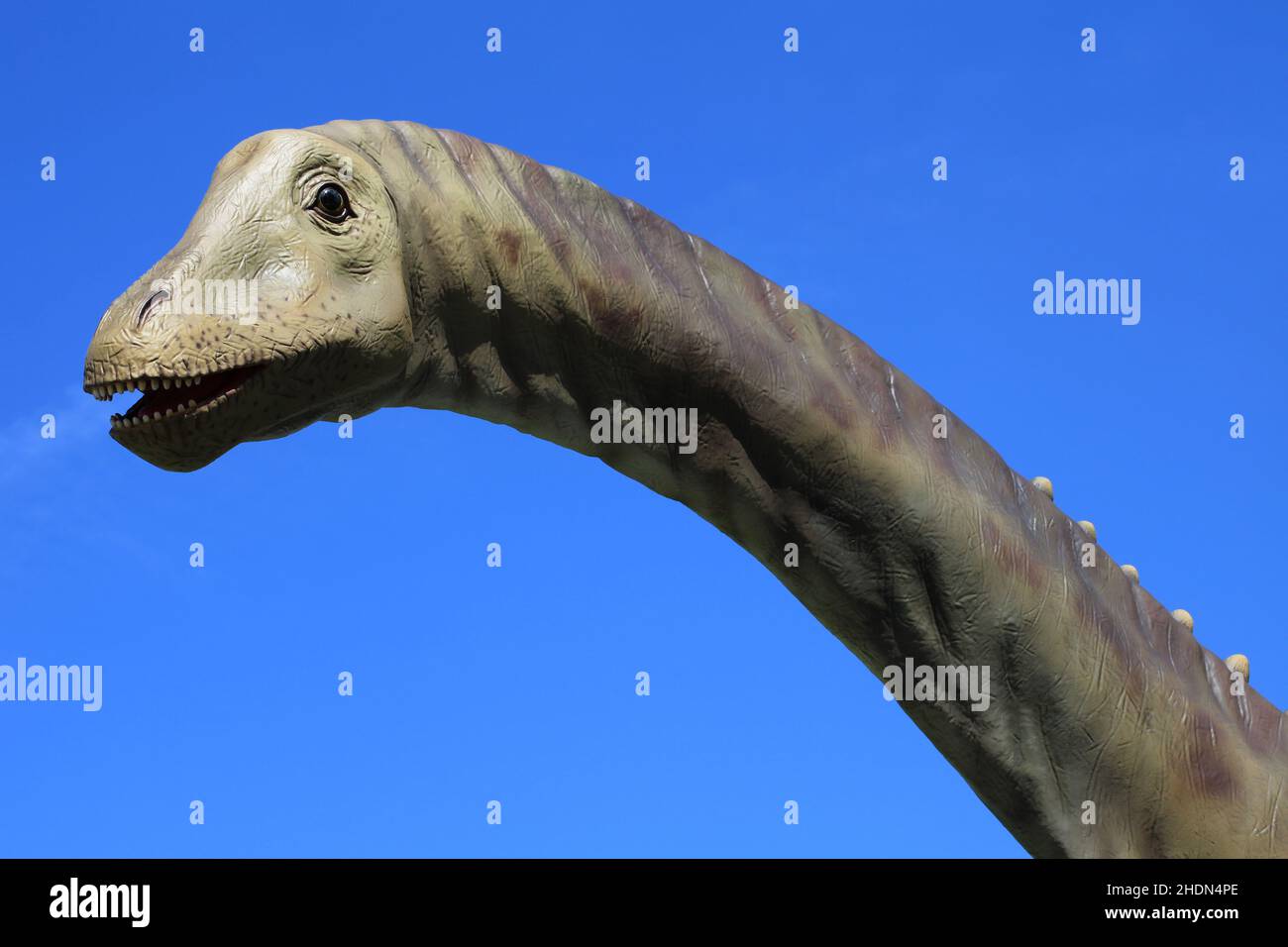 Diplodocus head fotografías e imágenes de alta resolución Alamy