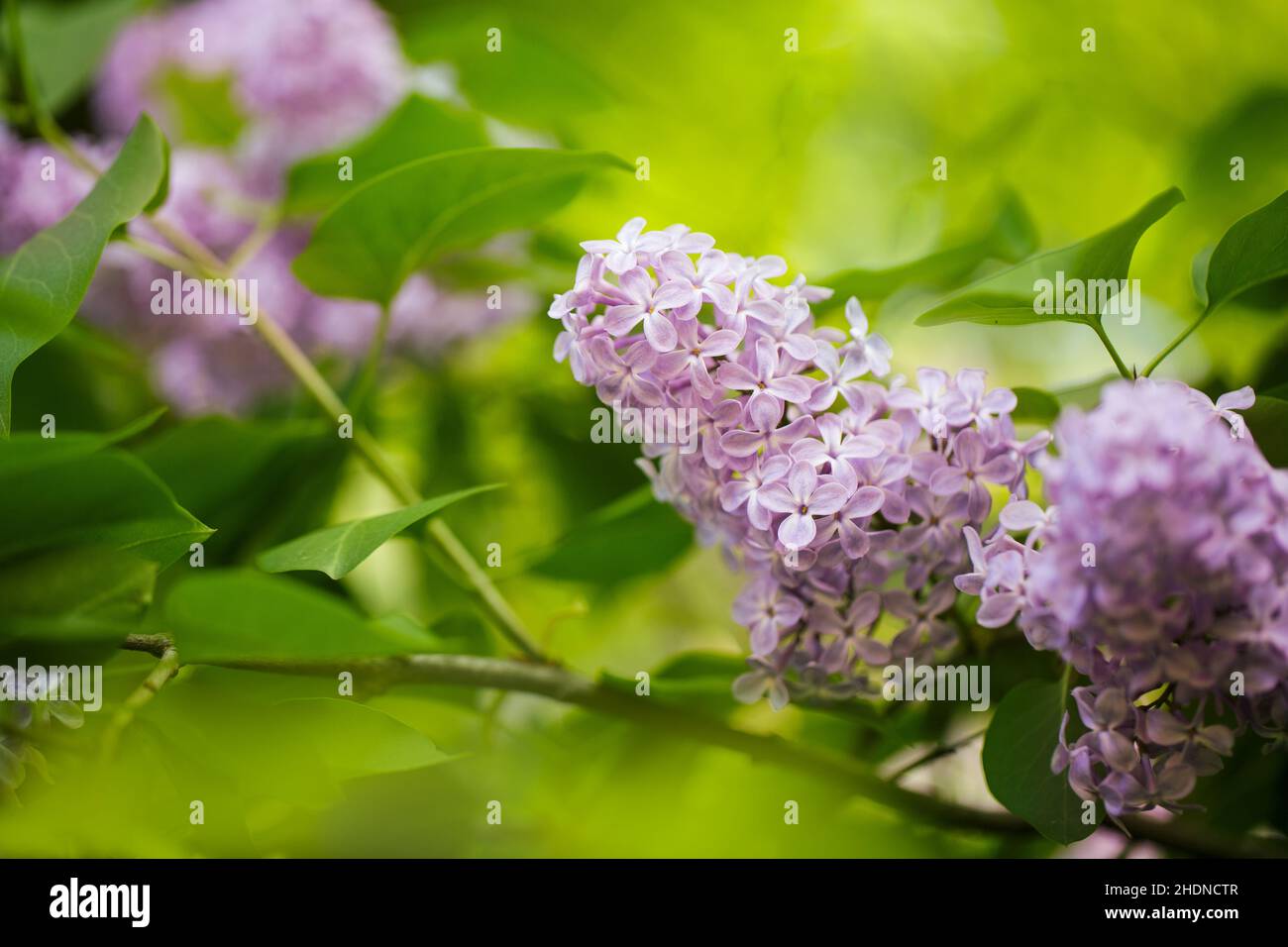 lila, flor lila, lila común, lila, lilas, flores lila Fotografía de stock -  Alamy