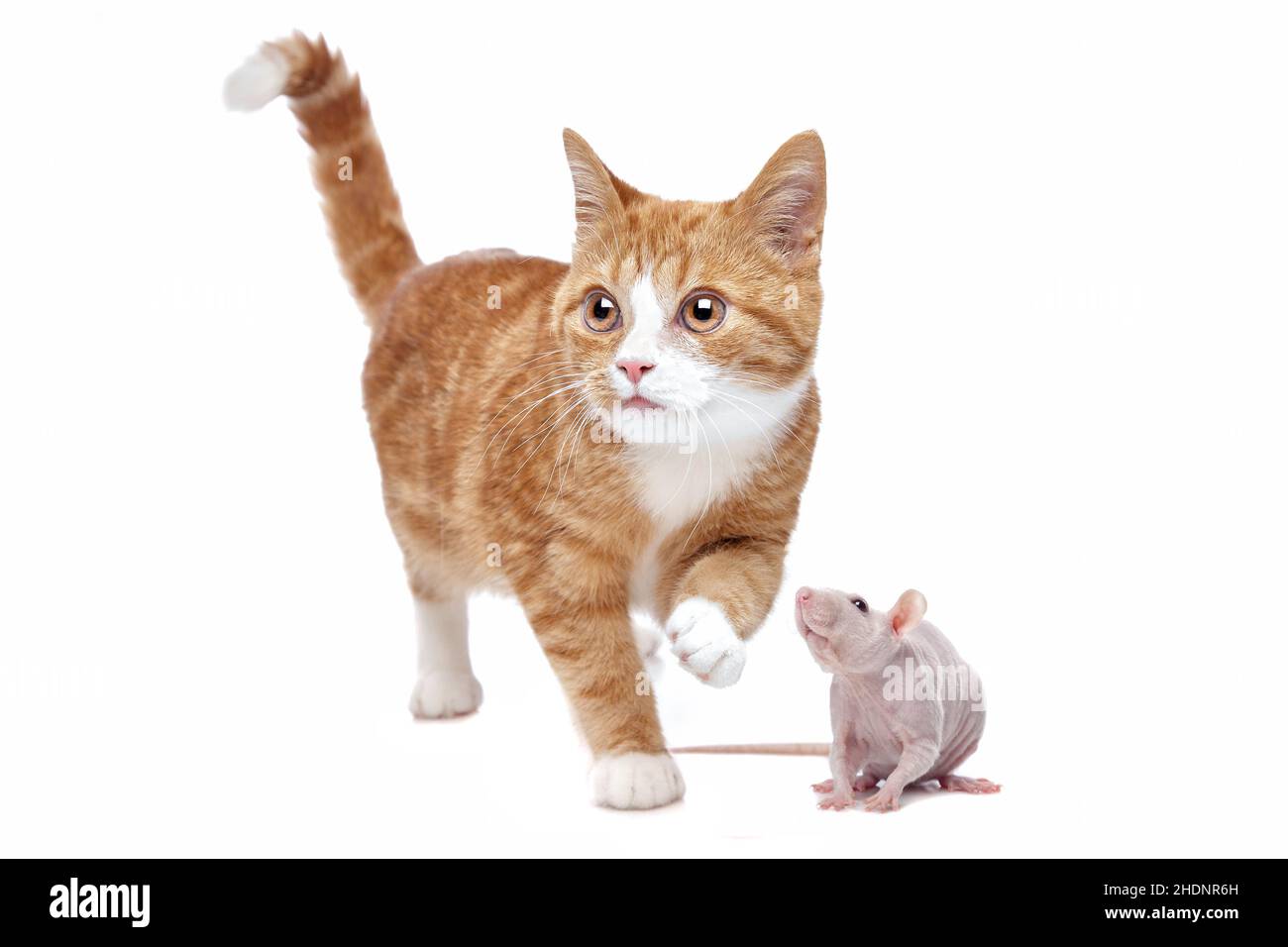gato, rata, gatos, ratas Fotografía de stock - Alamy